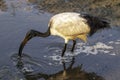 A Sacred Ibis wading in water in a pond or water or lake or stream in South Africa