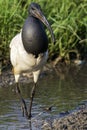 A Sacred Ibis wading in water in a pond or water or lake or stream in South Africa Royalty Free Stock Photo