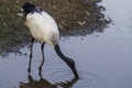 A Sacred Ibis wading in water in a pond or water or lake or stream in South Africa