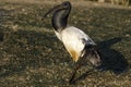 A Sacred Ibis wading in water in a pond or water or lake or stream in South Africa