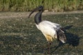 A Sacred Ibis wading in water in a pond or water or lake or stream in South Africa Royalty Free Stock Photo