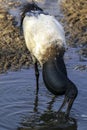 A Sacred Ibis wading in water in a pond or water or lake or stream in South Africa Royalty Free Stock Photo