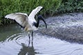 A Sacred Ibis wading in water in a pond or water or lake or stream in South Africa Royalty Free Stock Photo