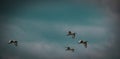 Sacred ibises in flight in a moody sky