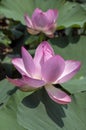 The Sacred or Indian Lotus, Nelumbo nucifera, flower, growing in a lake Royalty Free Stock Photo