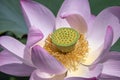 The Sacred or Indian Lotus, Nelumbo nucifera, flower Royalty Free Stock Photo