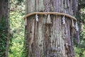 Sacred Japanese tree on Mount Haguro