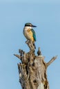Sacred Kingfisher of Australasia