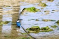 The sacred kingfisher bird Todiramphus sanctus Royalty Free Stock Photo