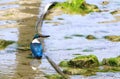 The sacred kingfisher birdTodiramphus sanctus Royalty Free Stock Photo