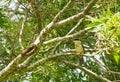 Sacred kingfisher odiramphus sanctus Vigors & Horsfield, 1827 on a tree Royalty Free Stock Photo