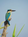 Sacred Kingfisher on Perch