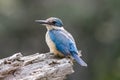 Sacred Kingfisher