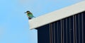 Sacred kingfisher sit on a farm barn roof