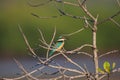 Sacred Kingfisher