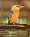 Sacred Kingfisher