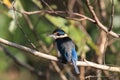 sacred kingfisher (Todiramphus sanctus) Queensland, Australia Royalty Free Stock Photo