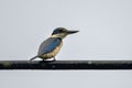 Sacred kingfisher or Todiramphus sanctus seen in Waigeo in West Papua, Indonesia Royalty Free Stock Photo