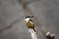 Sacred kingfisher (Todiramphus sanctus) on a branch Royalty Free Stock Photo