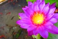 Sacred purple Lotus