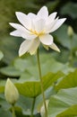 Sacred Lotus flower Royalty Free Stock Photo