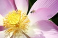 Sacred Lotus Flower Royalty Free Stock Photo