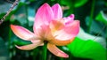 Sacred lotus flower, aquatic flower or water lilies. The sacred flower of Buddhism in natura.