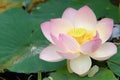 Sacred lotus flower (close up) Royalty Free Stock Photo