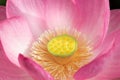 Sacred lotus flower Royalty Free Stock Photo