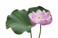 Sacred lotus flower and leaf