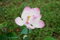 Sacred Lotus Flower - Nelumbo nucifera  Bangkok  Thailand Royalty Free Stock Photo