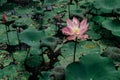 Sacred Lotus flower in lake. Nelumbo Nucifera