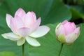 Sacred Lotus flowers Royalty Free Stock Photo
