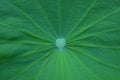 Sacred Lotus Leaf Close Up Royalty Free Stock Photo