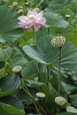 Sacred lotus Nelumbo nucifera. Flower, foliage and seedheads.