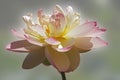 Sacred lotus flower.