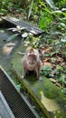 The sacred mandala of wenara or also called the monkey forest ubud was a sanctuary Royalty Free Stock Photo