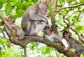 Sacred monkey Forest in Ubud, Bali