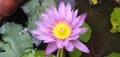 A sacred Nelumbo nucifera flower