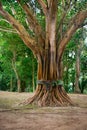 Sacred, Ordained Tree in Southeast Asia