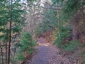 Sacred path through the pine forest