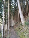 Sacred path through the pine forest