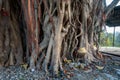 Sacred Peepal Tree: Worship Site for Hindus in Uttarakhand, India. Symbolic Roots and Branches of Spiritual Significance