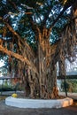 Sacred Peepal Tree: Worship Site for Hindus in Uttarakhand, India. Symbolic Roots and Branches of Spiritual Significance