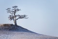 Sacred pine tree on Cape Burkhan of Olkhon island Royalty Free Stock Photo