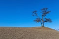 Sacred Pine tree on top of the hill near Shaman rock,Baikal lake