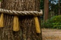Sacred rope rounded trunk Royalty Free Stock Photo