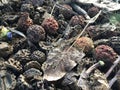 Sacred Rudraksha Forrest at Hindu Monastery on Kauai Island, Hawaii.