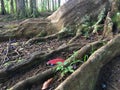 Sacred Rudraksha Forrest at Hindu Monastery on Kauai Island, Hawaii.