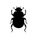 Sacred scarab beetle